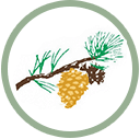 golden pine cone best garden shop